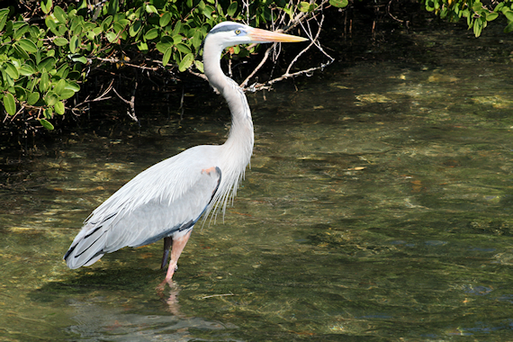 Great Blue Heron