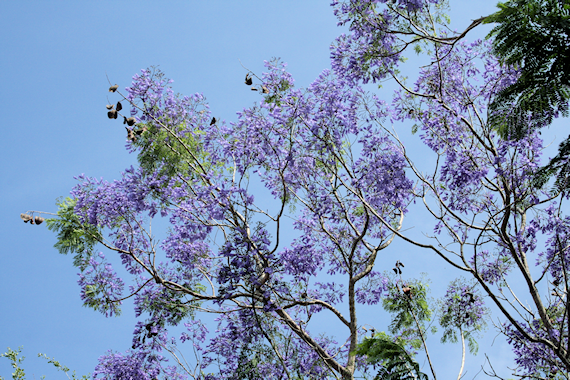 Jacaranca tree in full bloom.