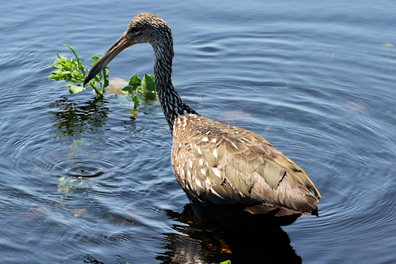 Limpkin